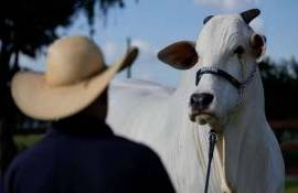 В Бразилии на аукционе продали корову-гиганта за более чем $4 млн - agroexpert.md