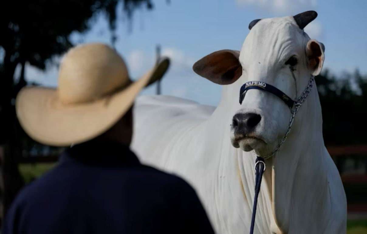 В Бразилии на аукционе продали корову-гиганта за более чем $4 млн - agroexpert.md
