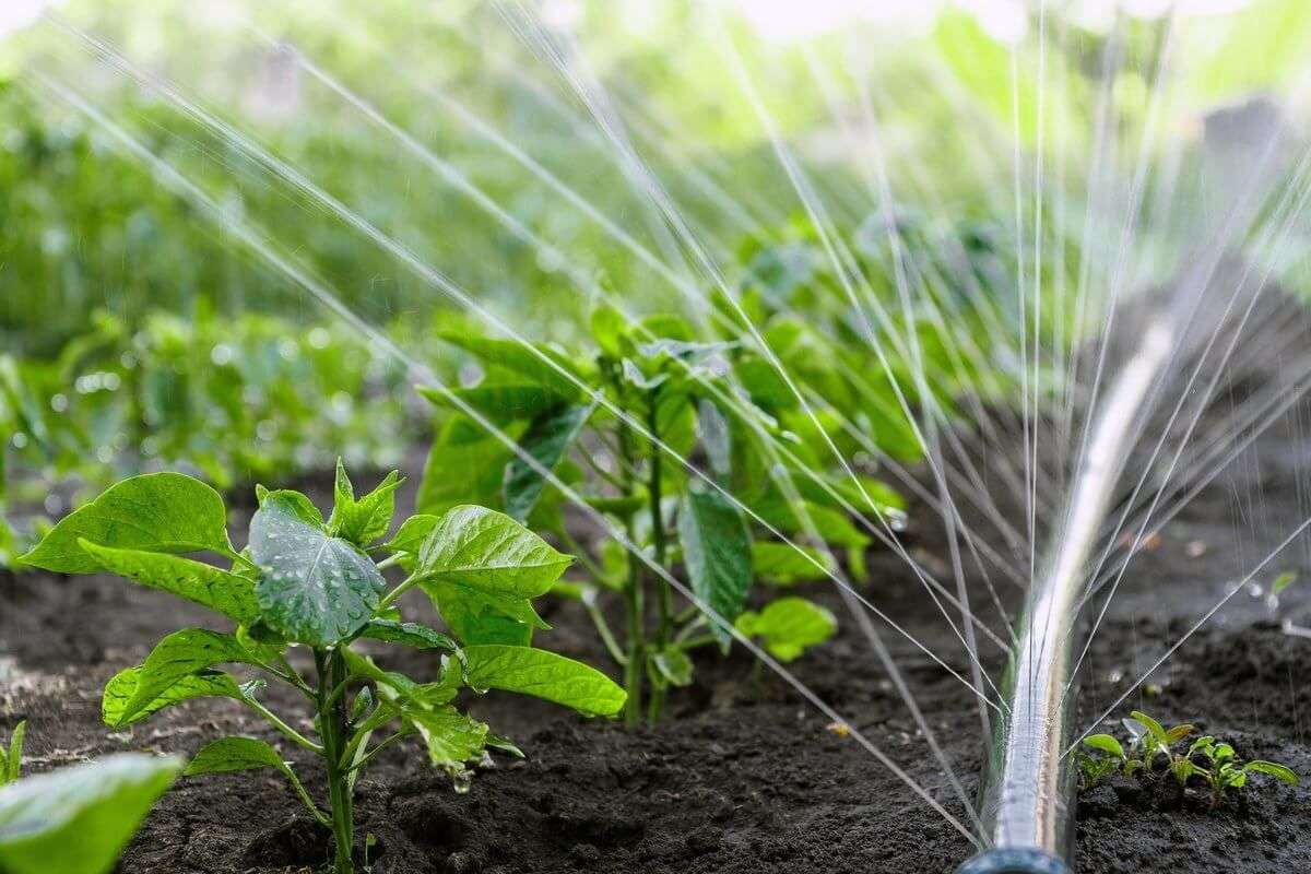 Regimuri de irigare pentru culturile legumicole - agroexpert.md