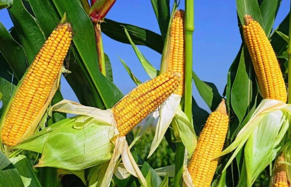 USDA: Оценка мирового урожая и экспорта кукурузы в 2024/25 МГ - agroexpert.md