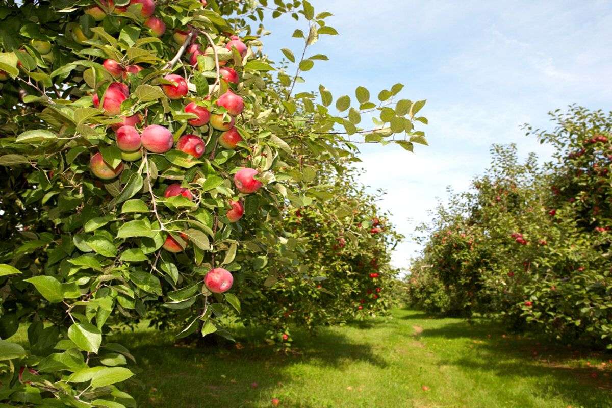 Un agricultor din Rîșcani deține o livadă superintensivă - agroexpert.md