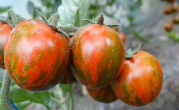 Рапсодия, новый румынский сорт томатов - урожай до семи килограмм с куста - agroexpert.md