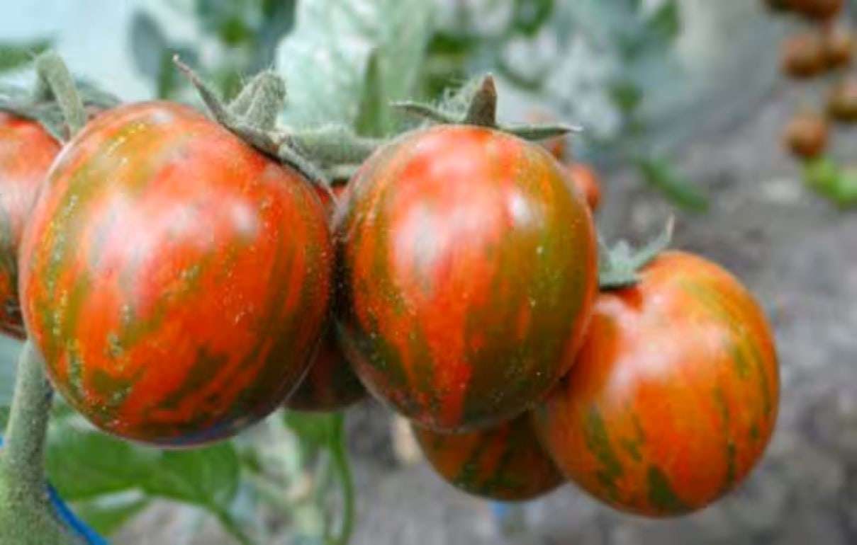 Рапсодия, новый румынский сорт томатов - урожай до семи килограмм с куста - agroexpert.md