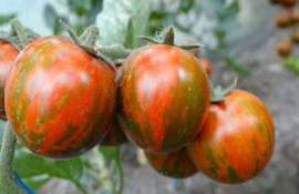 Рапсодия, новый румынский сорт томатов - урожай до семи килограмм с куста - agroexpert.md