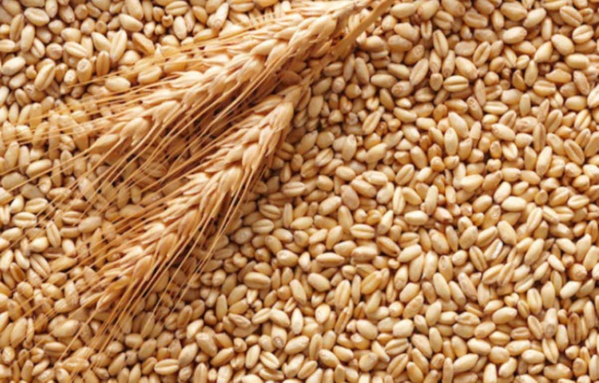 Новый урожай усилит давление на цену пшеницы в ближайшие месяцы - agroexpert.md