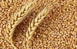 В Украине вводятся минимальные экспортные цены на сельхозпродукцию - agroexpert.md