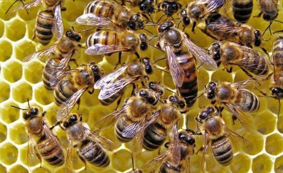 Comercializa ilicit regine de albine: Ce pedeapsă a primit - agroexpert.md