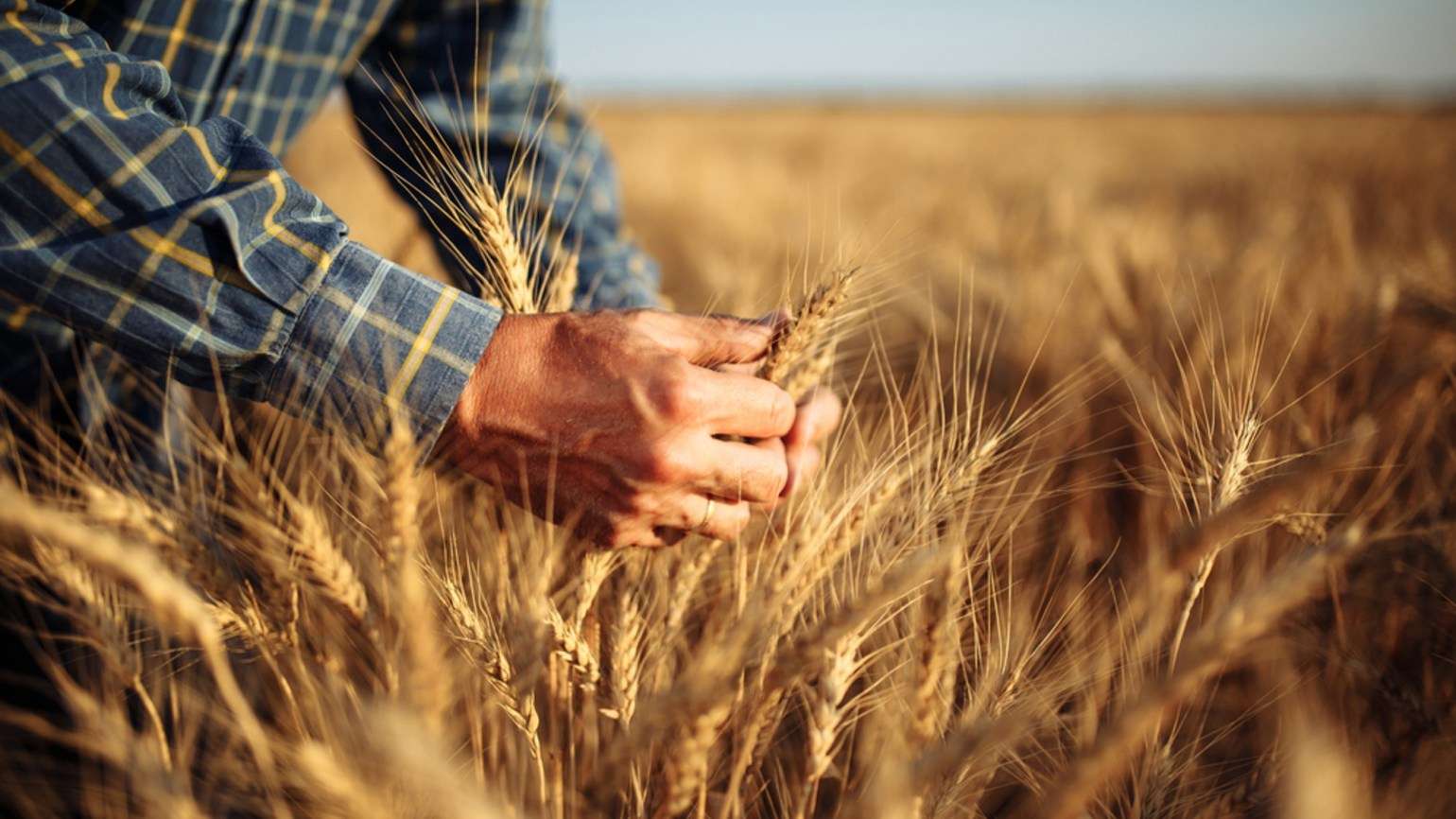 Raportul USDA la producțiile de grâu: Prognoză sumbră pentru Rusia și Ucraina - agroexpert.md