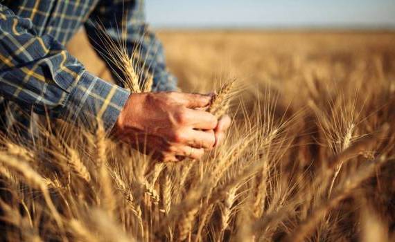 Raportul USDA la producțiile de grâu: Prognoză sumbră pentru Rusia și Ucraina - agroexpert.md
