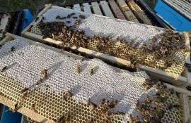 Secretele extracției mierii. Cum se realizează corect procesul