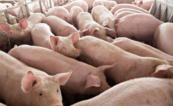 vaccin contra pestei porcine africane - agroexpert.md