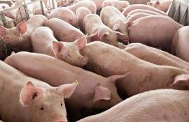 vaccin contra pestei porcine africane - agroexpert.md