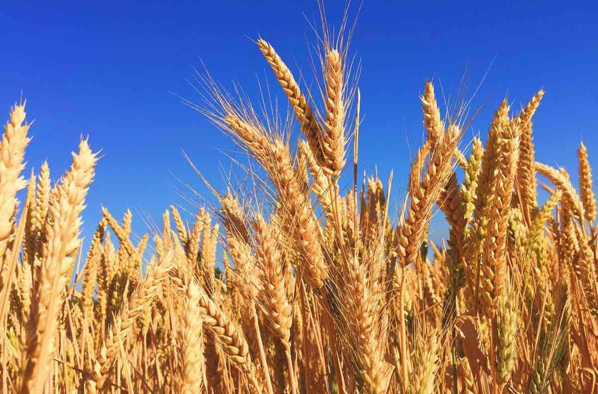 Care va fi prețul grâului ucrainean în acest an - agroexpert.md