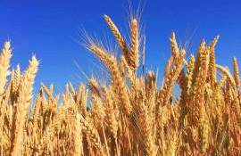 Care va fi prețul grâului ucrainean în acest an - agroexpert.md