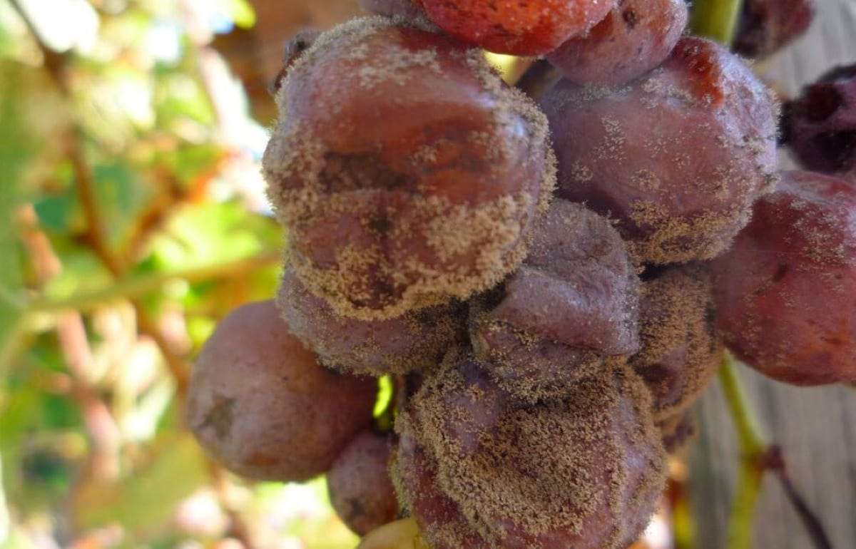 Серая гниль - вызов для виноградарей - agroexpert.md
