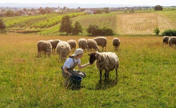 Granturi pentru crescătorii de ovine și caprine - agroexpert.md