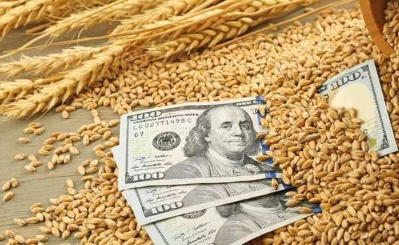 В Украине трейдеры активно торгуют новым урожаем зерна - agroexpert.md
