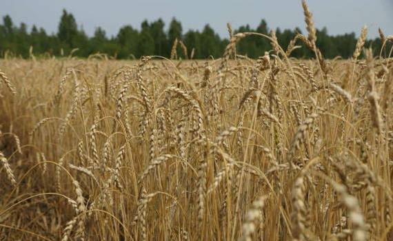 Китай может увеличить импорт зерна из-за засухи - agroexpert.md