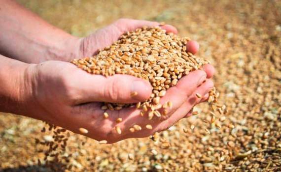 В России допускают снижение урожая зерна до трехлетнего минимума - agroexpert.md