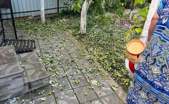 Ploile cu grindină au afectat recolta de cireșe și măr în proporție de 90%  - agroexpert.md