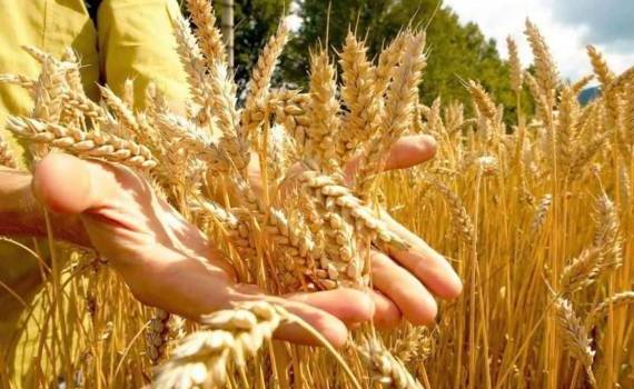 Strategie Grains снизила прогноз урожая пшеницы в ЕС на старте уборки - agroexpert.md