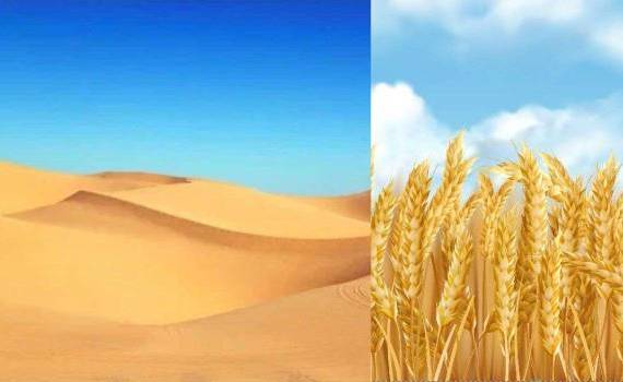 В Китае собирают первый урожай пшеницы в пустыне - agroexpert.md