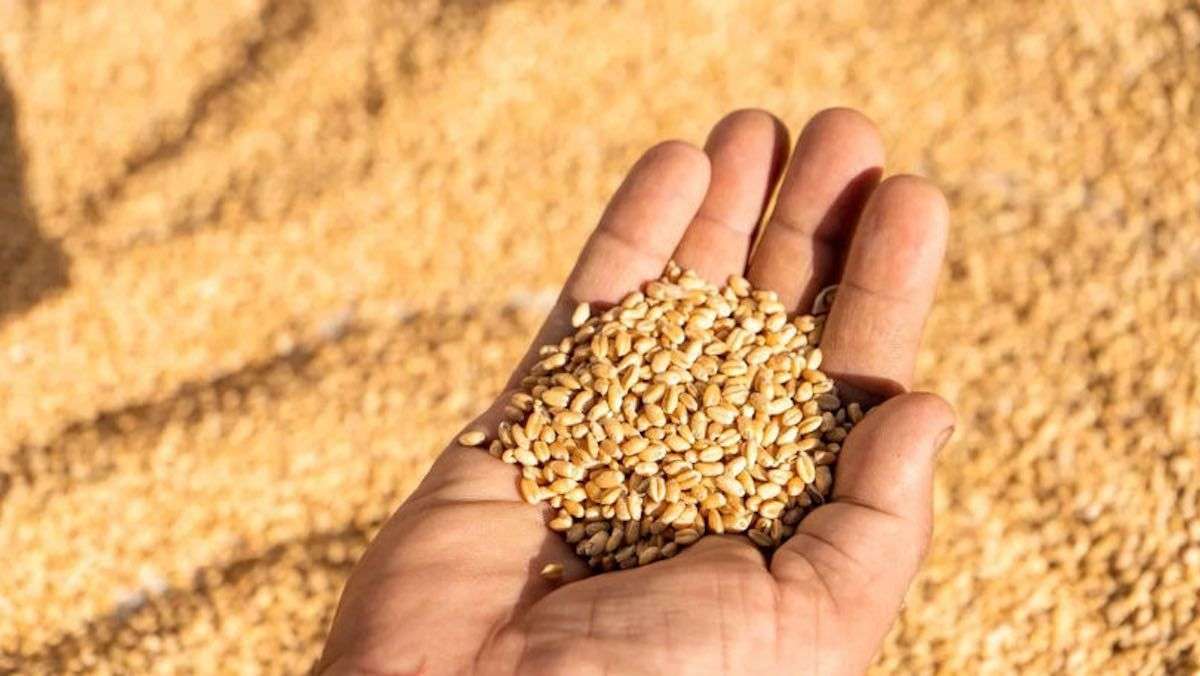 S-au importat sau nu cereale? MAIA prezintă doar numărul de solicitări - agroexpert.md