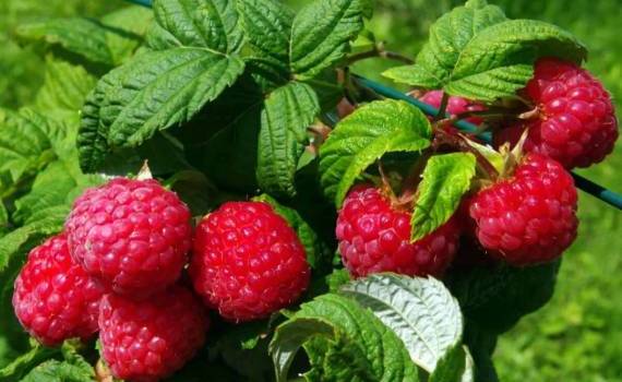 Обзор молдавского рынка малины для заморозки - agroexpert.md