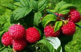 Обзор молдавского рынка малины для заморозки - agroexpert.md