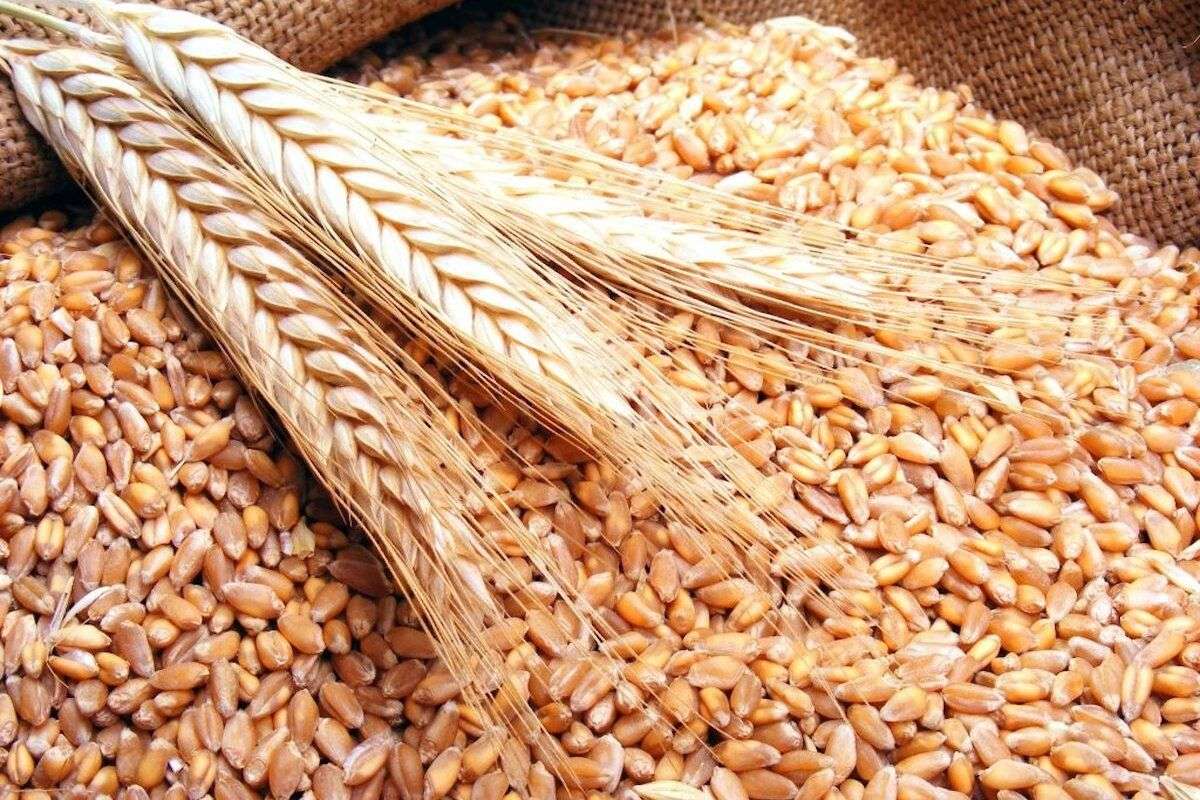 Prețul grâului a coborât la 200 de euro/tonă - agroexpert.md