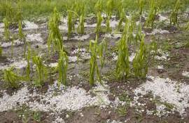 Avize de Forță Majoră: Fermierii pot solicita eliberarea acestora - agroexpert.md