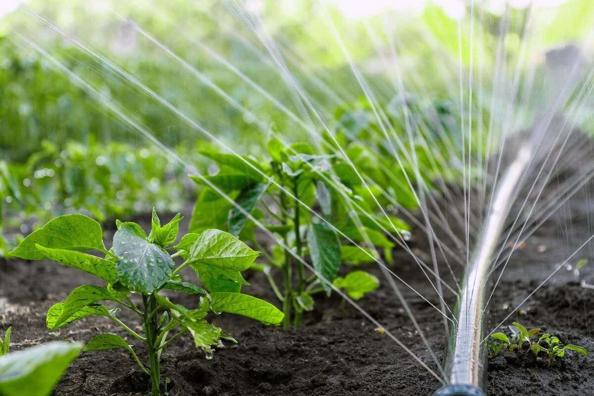 Utilizarea apei la irigare: Fermierii cer simplificarea obținerii autorizației - agroexpert.md