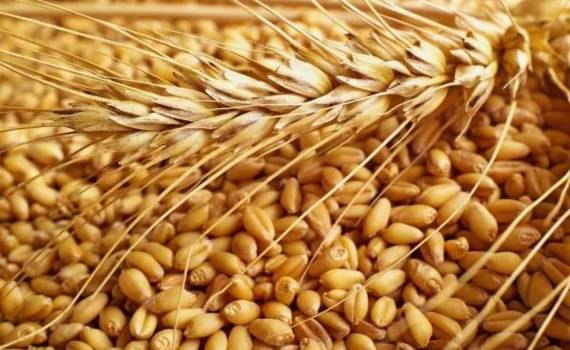 Марокко в 2024 году может стать одним из крупнейших импортеров пшеницы - agroexpert.md