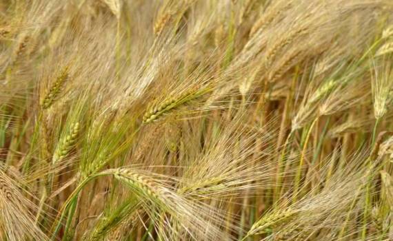 По итогам 2023/24 МГ Россия может стать мировым лидером в экспорте ячменя - agroexpert.md