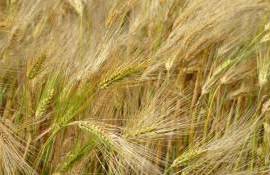 По итогам 2023/24 МГ Россия может стать мировым лидером в экспорте ячменя - agroexpert.md