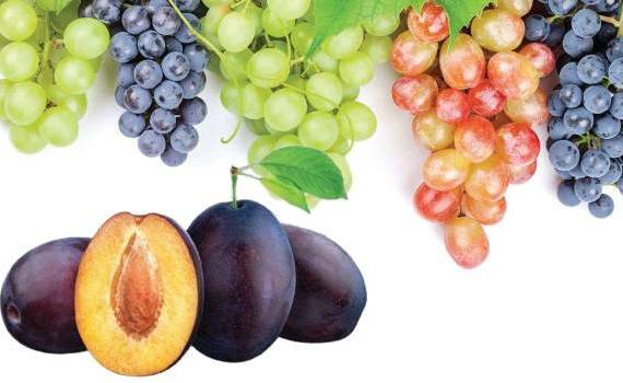 Останутся ли виноград и слива лидерами молдавского экспорта в 2024? - agroexpert.md