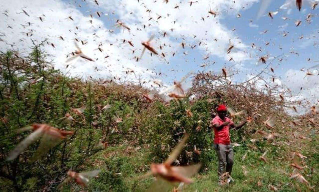 Саранча на полях Тараклийского и Комратского района -  урожай под угрозой - agroexpert.md