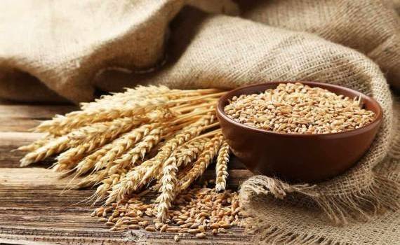 Prețul grâului a scăzut cu aproape 10 euro per tonă - agroexpert.md