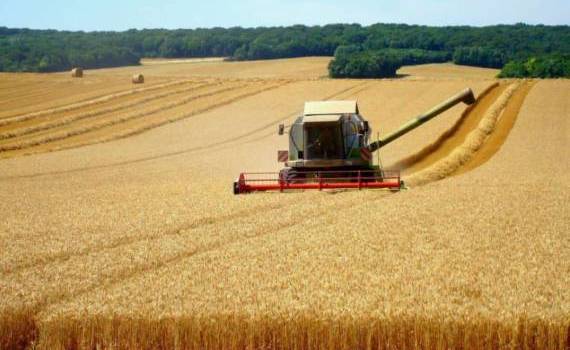 В черноморских странах ЕС пшеница дешевле чем у конкурентов - agroexpert.md