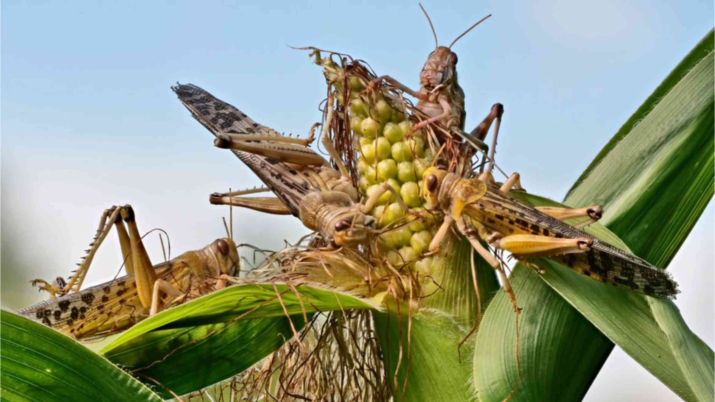 Cum prevenim și combatem invazia de lăcuste - agroexpert.md