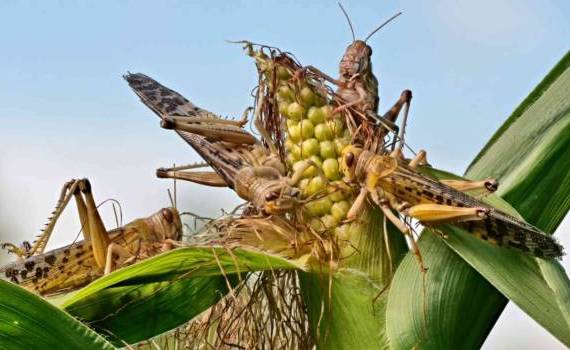 Cum prevenim și combatem invazia de lăcuste - agroexpert.md
