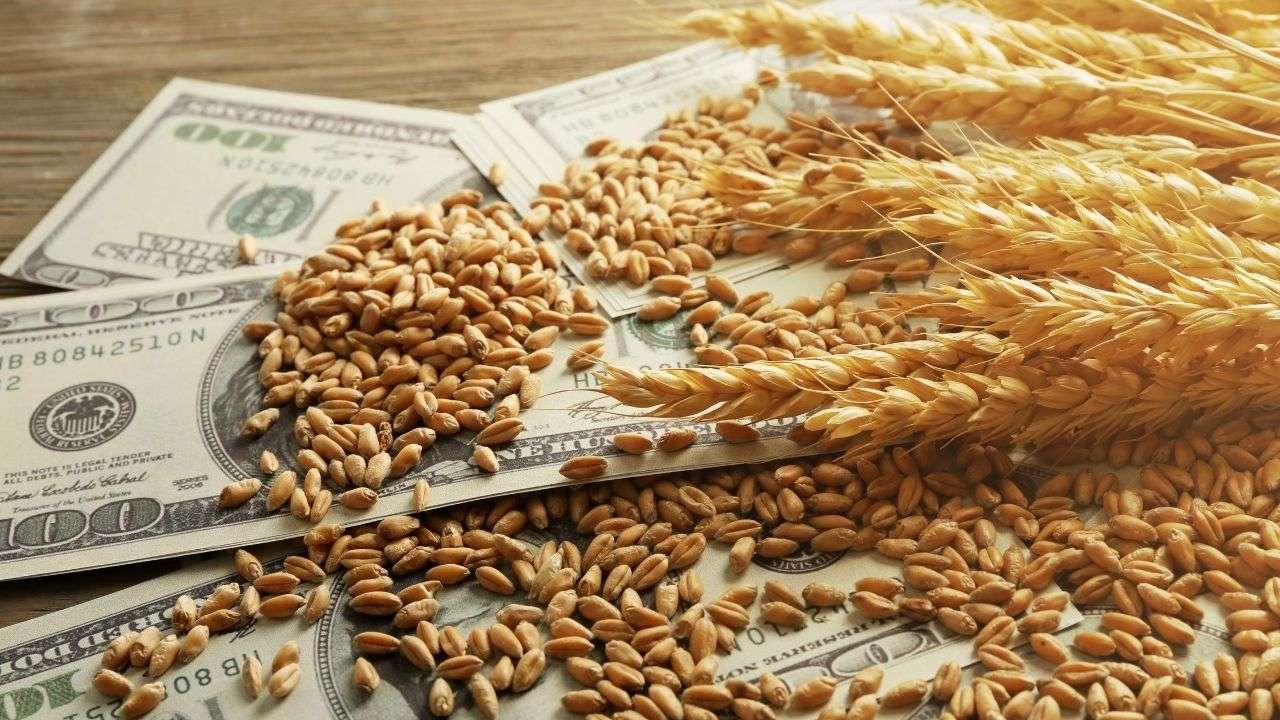 Seceta va duce la creșterea prețurilor cerealelor - agroexpert.md