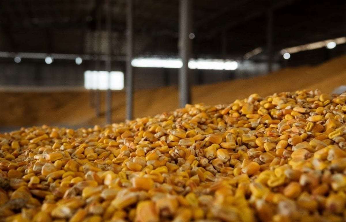 Оценка урожайности кукурузы и подсолнечника в Румынии снижена из за засухи - agroexpert.md