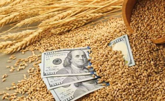 Разница цен между продовольственной и фуражной пшеницей сокращается - agroexpert.md