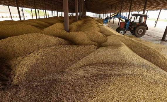 «СовЭкон» прогнозирует падение производства и экспорта зерна из Украины на 25% - agroexpert.md