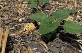 Особенностях гербицидной защиты сои при работе по технологии no-till - agroexpert.md