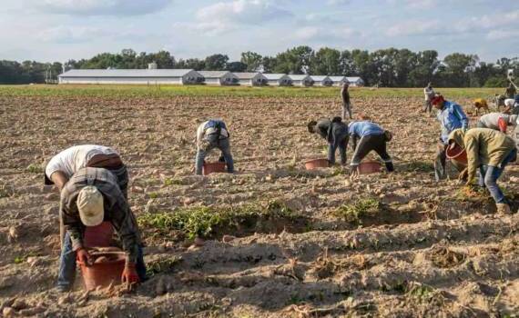 Подёнщики. Особенности найма, работы и оплаты труда в Молдове - agroexpert.md