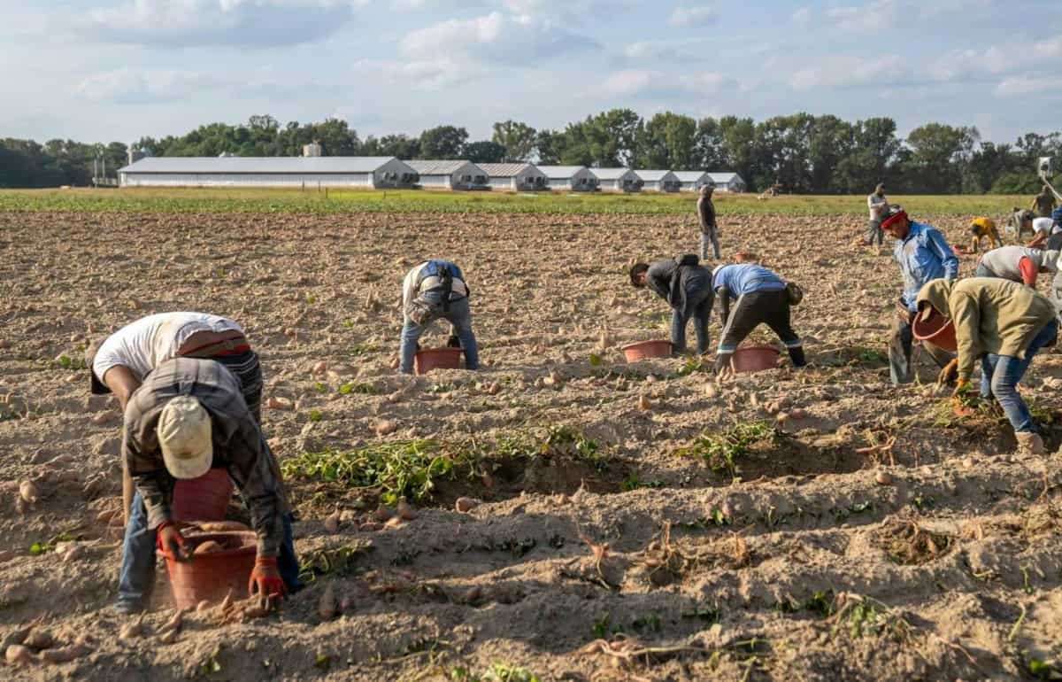 Подёнщики. Особенности найма, работы и оплаты труда в Молдове - agroexpert.md