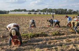 Подёнщики. Особенности найма, работы и оплаты труда в Молдове - agroexpert.md