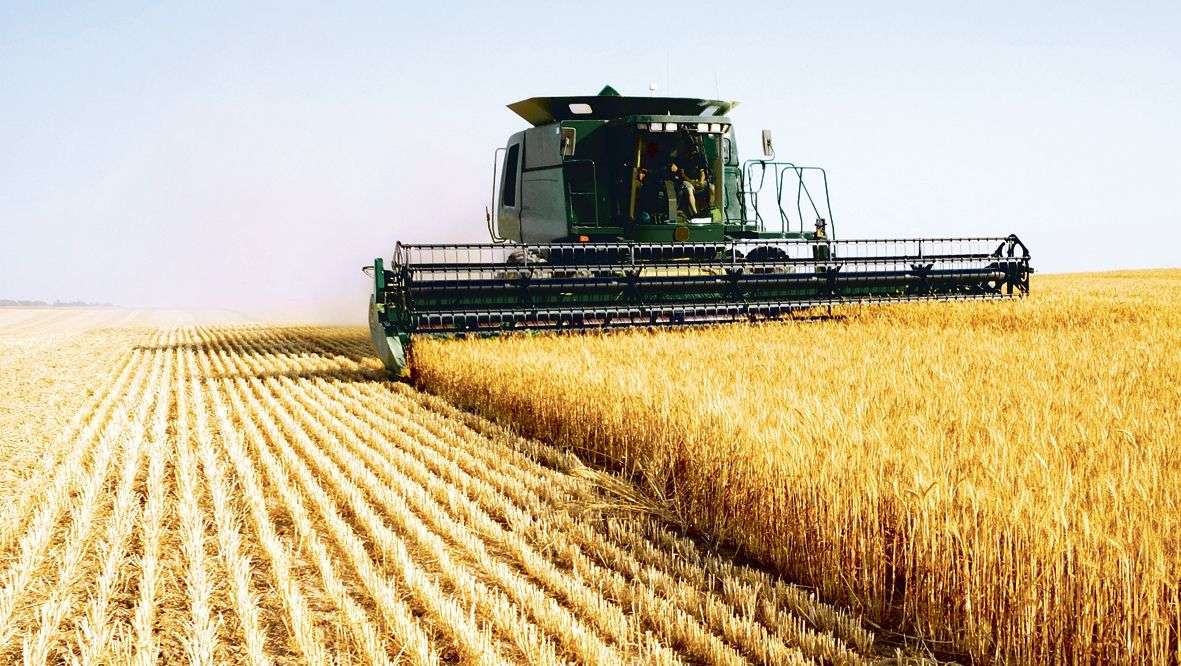 RM estimează o recoltă de grâu de 1,5 mln de tone - agroexpert.md